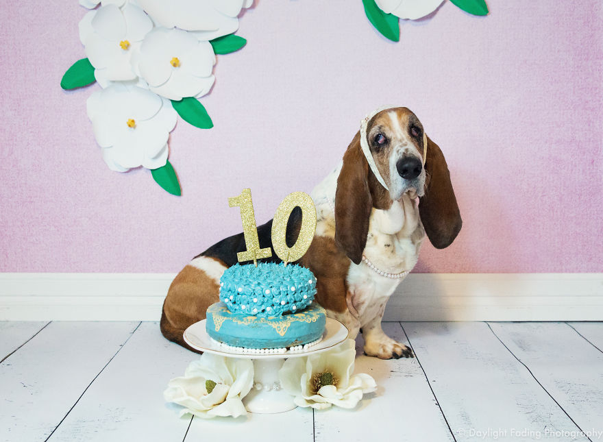 I Gave My Basset Hound A Cake For Her 10th Birthday... And She Smashed It! I Gave My Basset Hound A Cake For Her 10th Birthday... And She Smashed It!