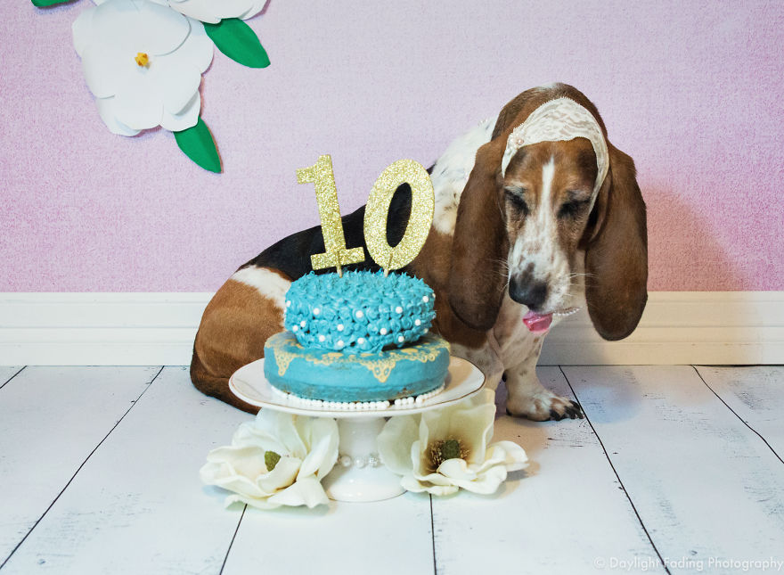 I Gave My Basset Hound A Cake For Her 10th Birthday... And She Smashed It! I Gave My Basset Hound A Cake For Her 10th Birthday... And She Smashed It!