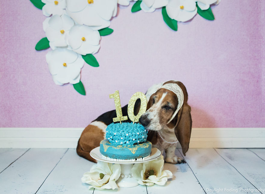 I Gave My Basset Hound A Cake For Her 10th Birthday... And She Smashed It! I Gave My Basset Hound A Cake For Her 10th Birthday... And She Smashed It!
