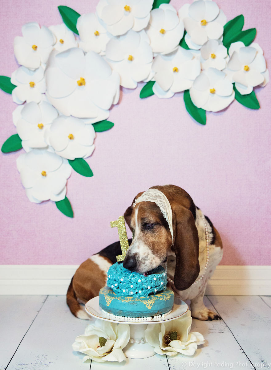I Gave My Basset Hound A Cake For Her 10th Birthday... And She Smashed It!