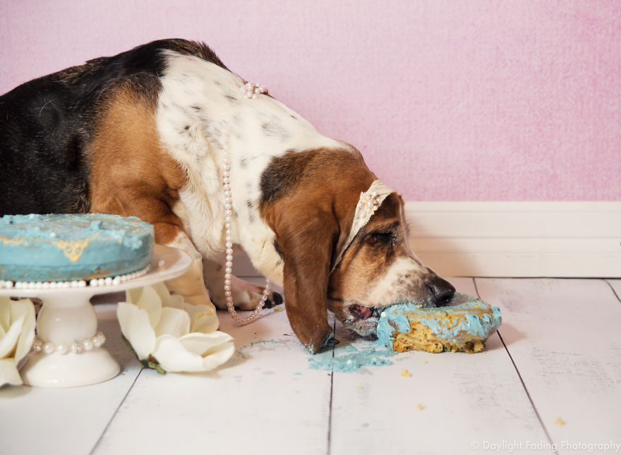 I Gave My Basset Hound A Cake For Her 10th Birthday... And She Smashed It! I Gave My Basset Hound A Cake For Her 10th Birthday... And She Smashed It!