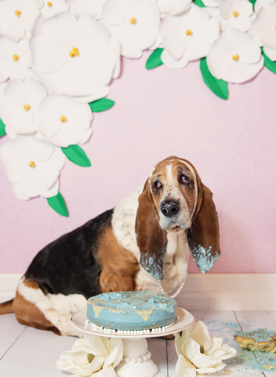 I Gave My Basset Hound A Cake For Her 10th Birthday... And She Smashed It! I Gave My Basset Hound A Cake For Her 10th Birthday... And She Smashed It!