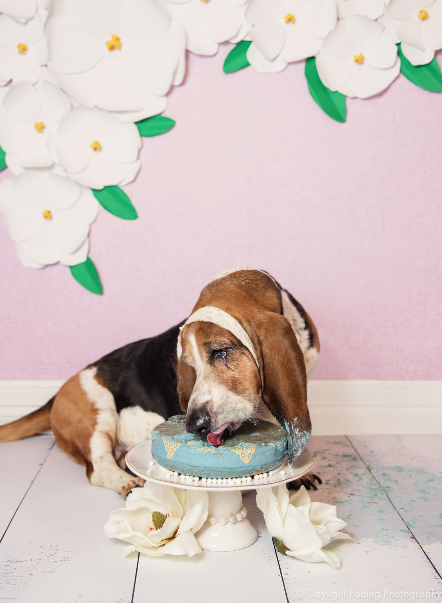 I Gave My Basset Hound A Cake For Her 10th Birthday... And She Smashed It! I Gave My Basset Hound A Cake For Her 10th Birthday... And She Smashed It!