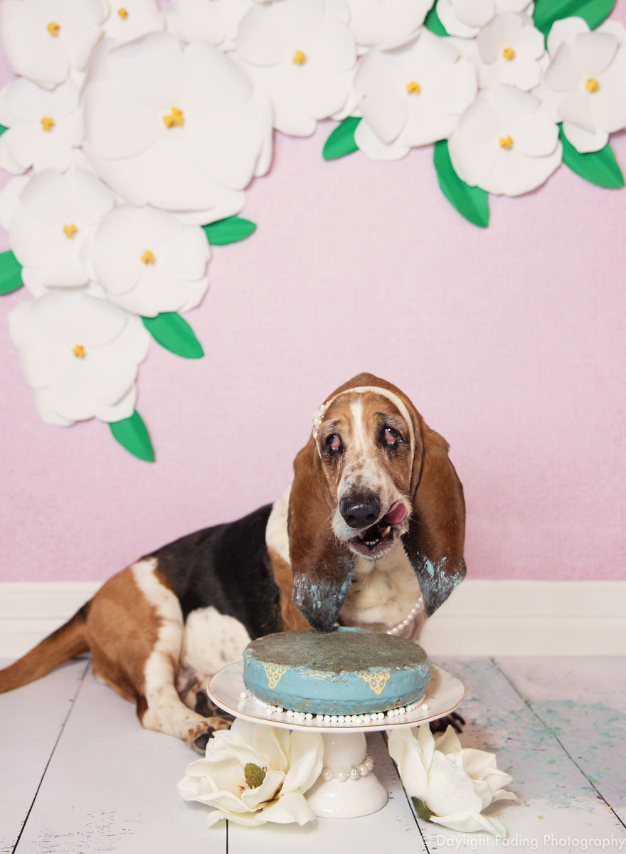 I Gave My Basset Hound A Cake For Her 10th Birthday... And She Smashed It! I Gave My Basset Hound A Cake For Her 10th Birthday... And She Smashed It!