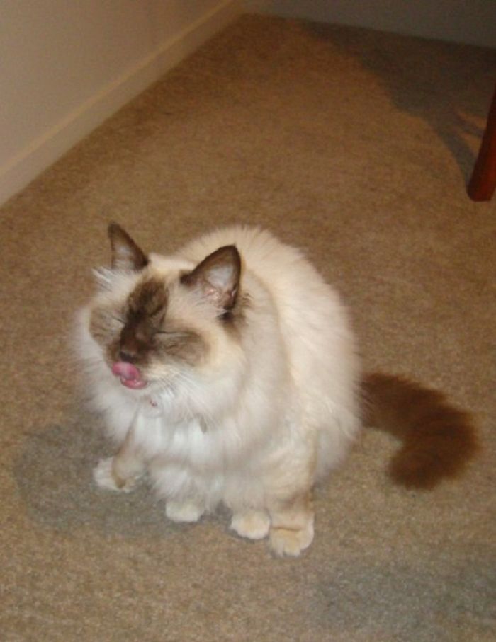 Max - Four Front Legs