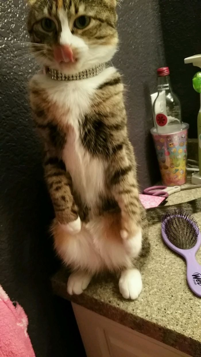Walked Into The Bathroom And Saw My Cat Standing On The Counter Like This...