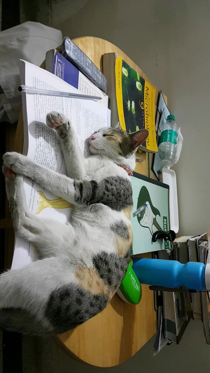 I Have Finals In Two Hours You Little Shit