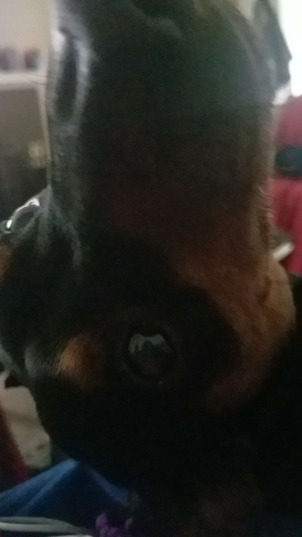 Not Begging For Food Or Anything