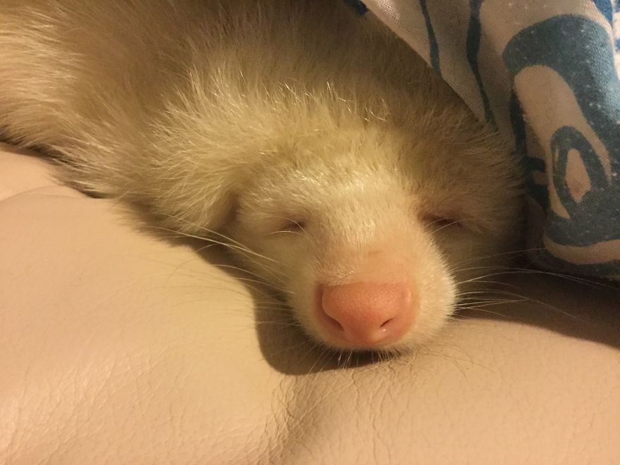 Snowy, The Adorable Sleepy Albino Skunk Snowy, The Adorable Sleepy Albino Skunk
