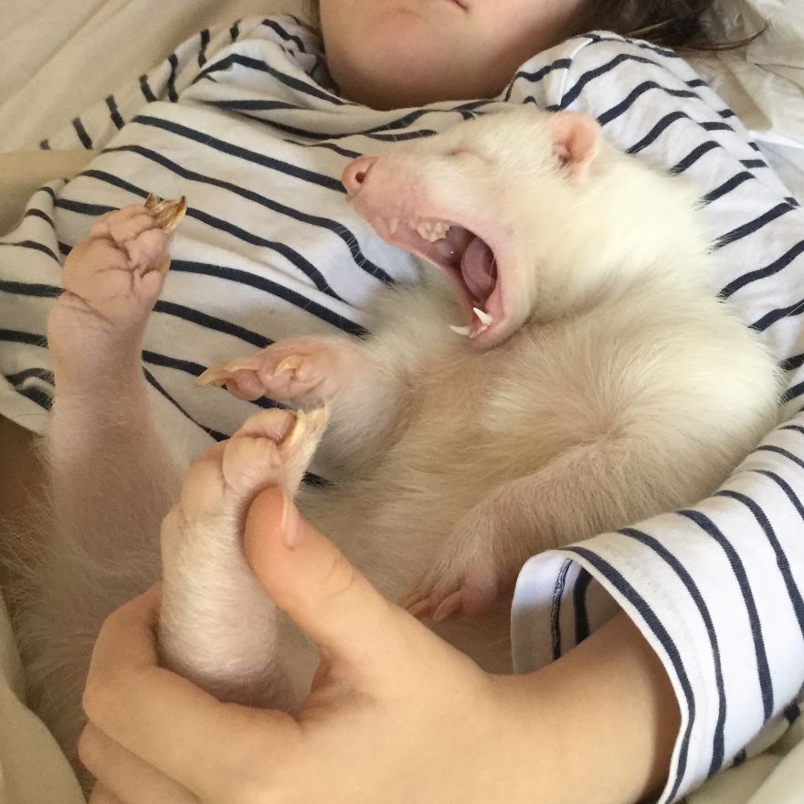 Snowy, The Adorable Sleepy Albino Skunk Snowy, The Adorable Sleepy Albino Skunk
