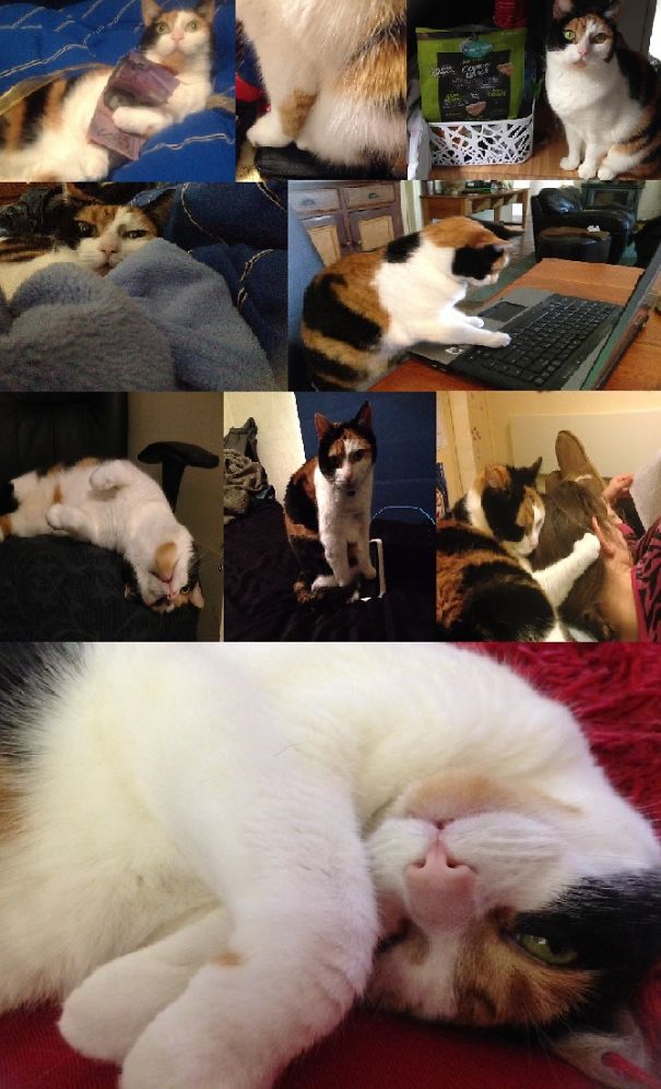 Stealer Of Money, Medical Devices, Dog Treats, Blankets, Wifi, Chairs, Ipads, Random Children And Hearts.