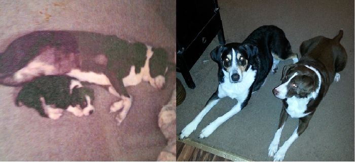 1yr/7wks To 10yrs/9yrs Old