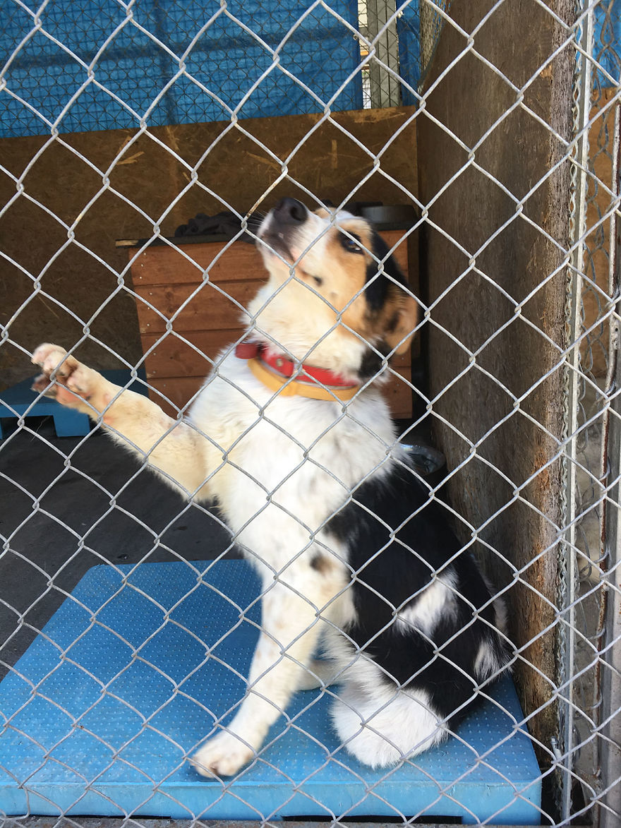 They Saved More Than 1000 Cats And Dogs Last Year