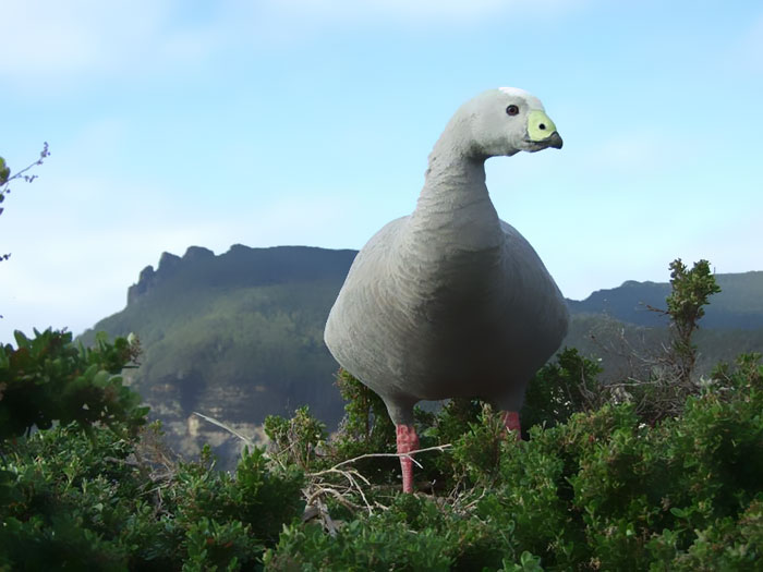 This Photo I Took Of A Goose Makes It Look Like A 40 Ft Tall Dinosaur