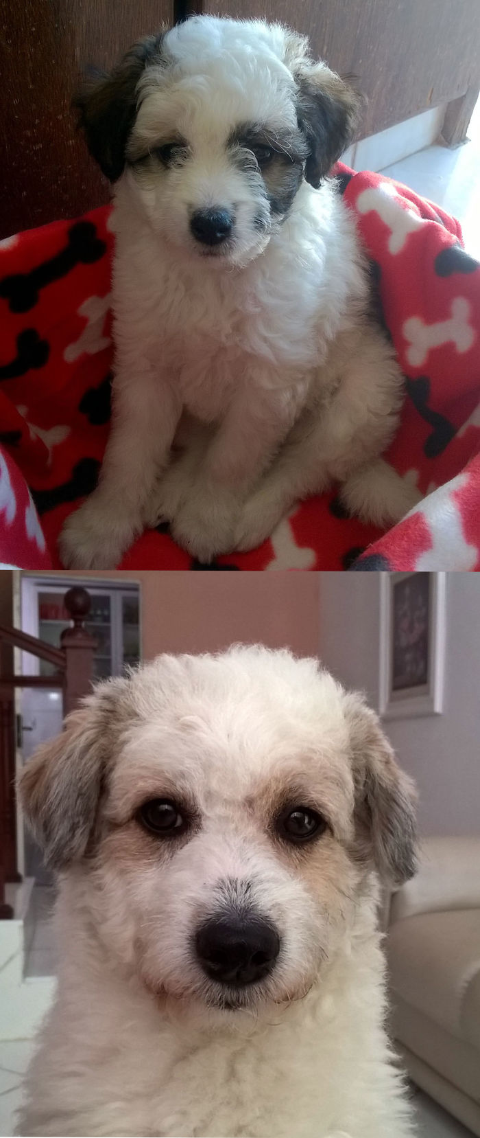 Milo At 3 Months Vs 18 Months