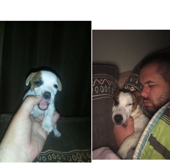 My Boy Banjo! 1 Month Vs 8 Months. He Used To Fit In The Palm Of My Hand, Now He Owns Half The Bed!