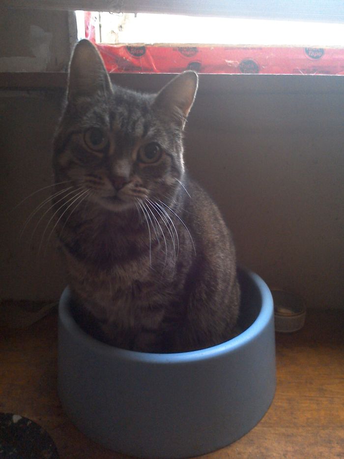 This Is How My Cat Tells Me She Needs The Water Bowl Filled.