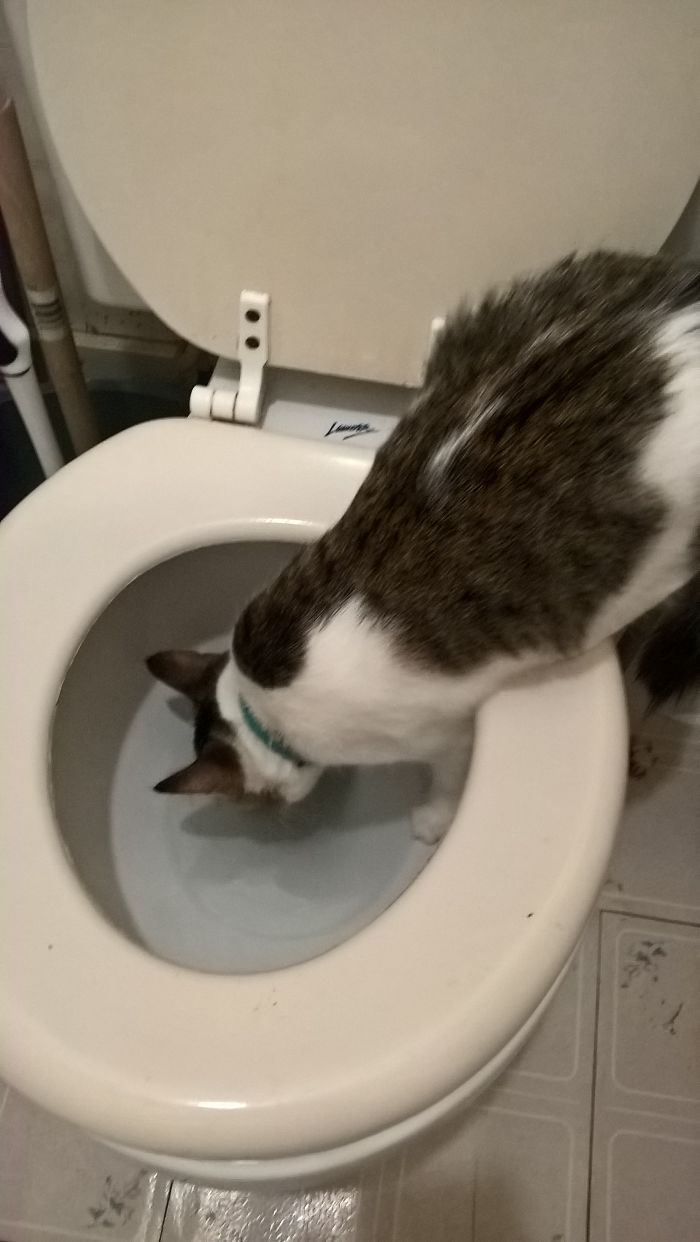 She Likes To Drink From The Toilet.