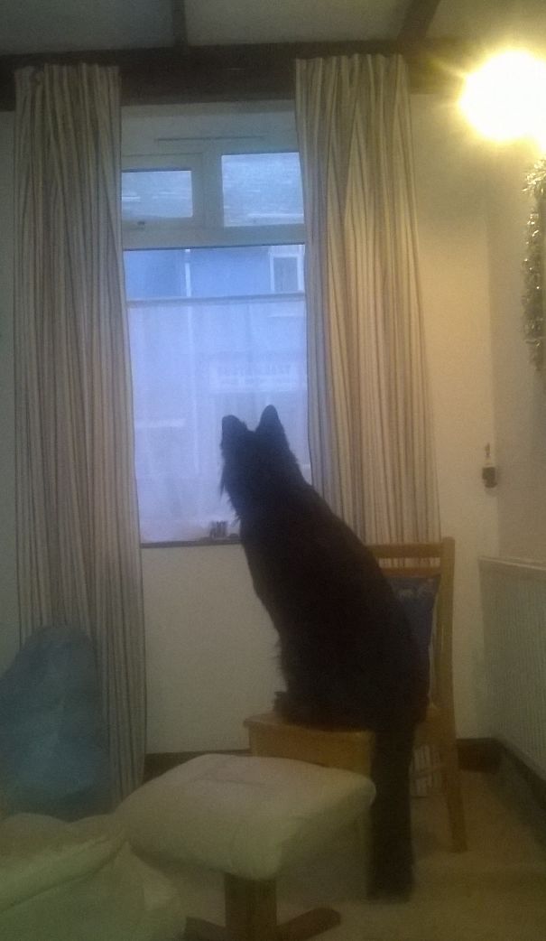 Will Sit On Any Chair, Dining Or Armchair...thinks She's Human