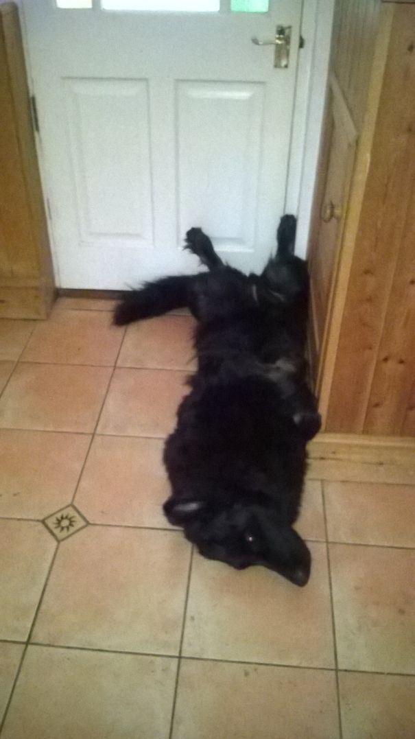 Someone Broke My Dog