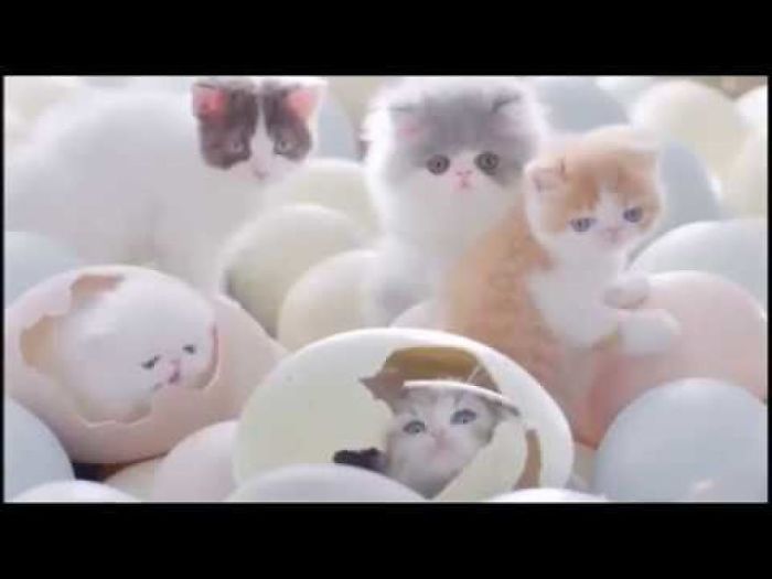 Cutest Kitten | Amazingly Adorable