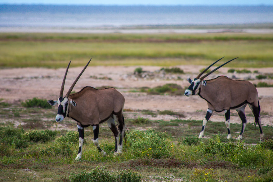 We Went To Namibia To Explore Its Most Amazing Places, And This Is What We Found We Went To Namibia To Explore Its Most Amazing Places, And This Is What We Found