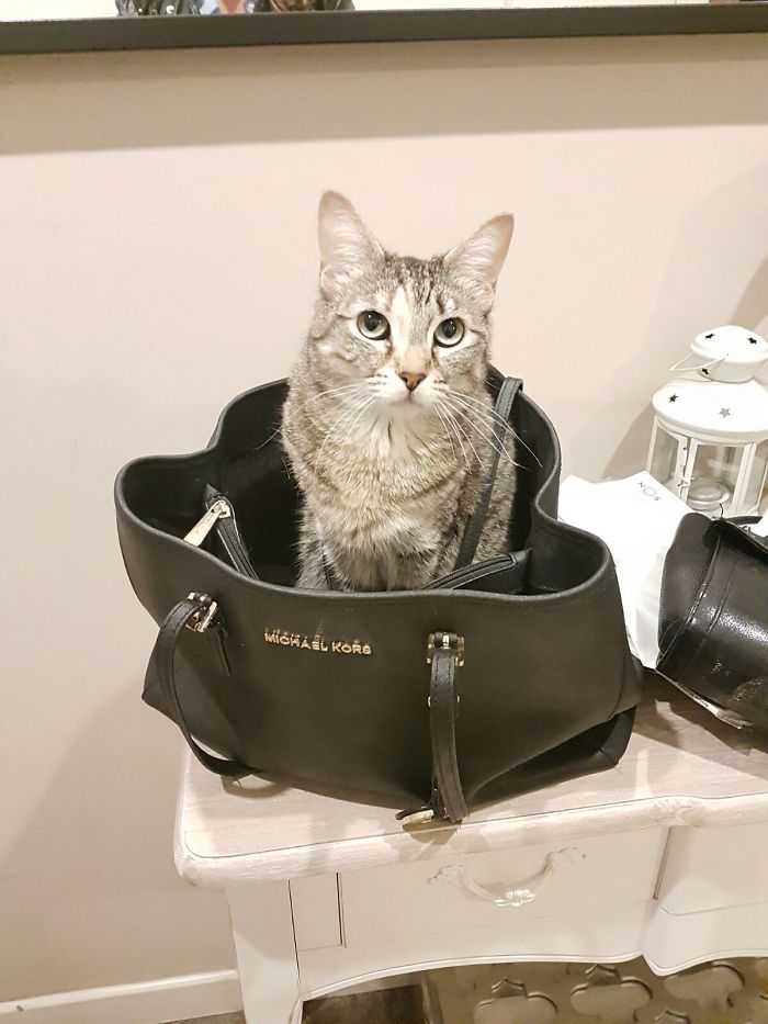 I Have Always Wondered Why My Bags Were Full Of Fur...