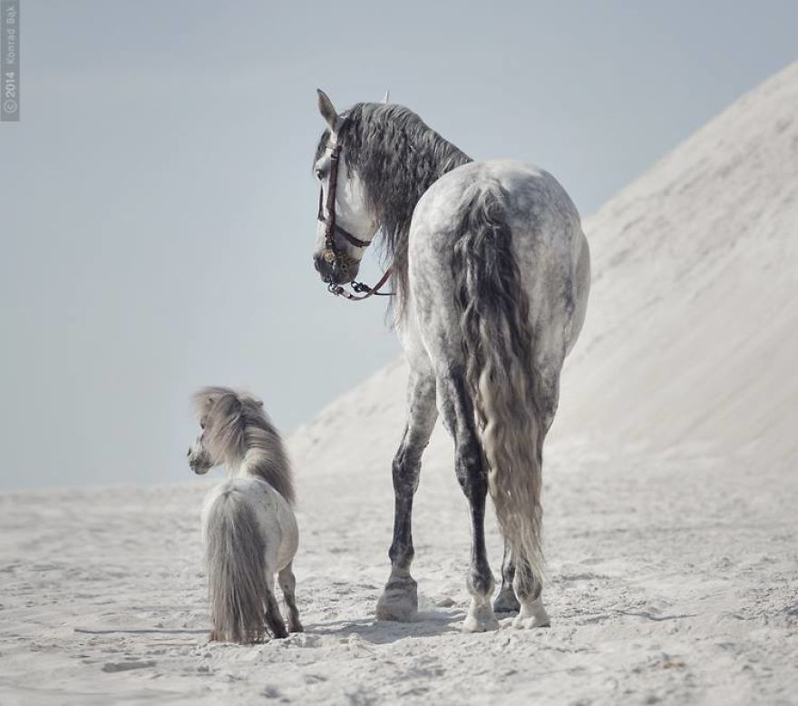 Where The Wild Horses Run