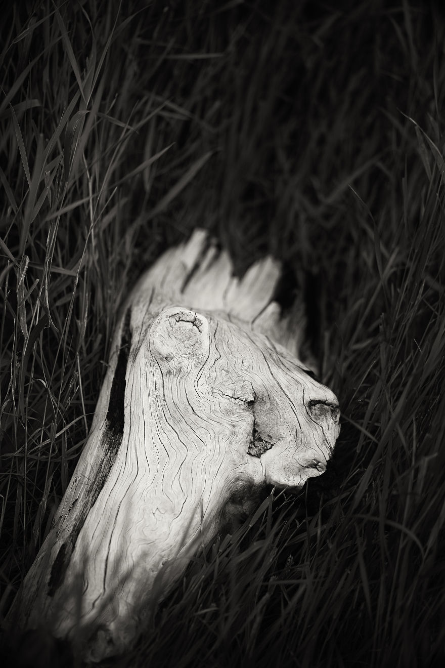 Wooden Creatures Photo Series - Nature's Fantastical Shapes And Structures Wooden Creatures Photo Series - Nature's Fantastical Shapes And Structures