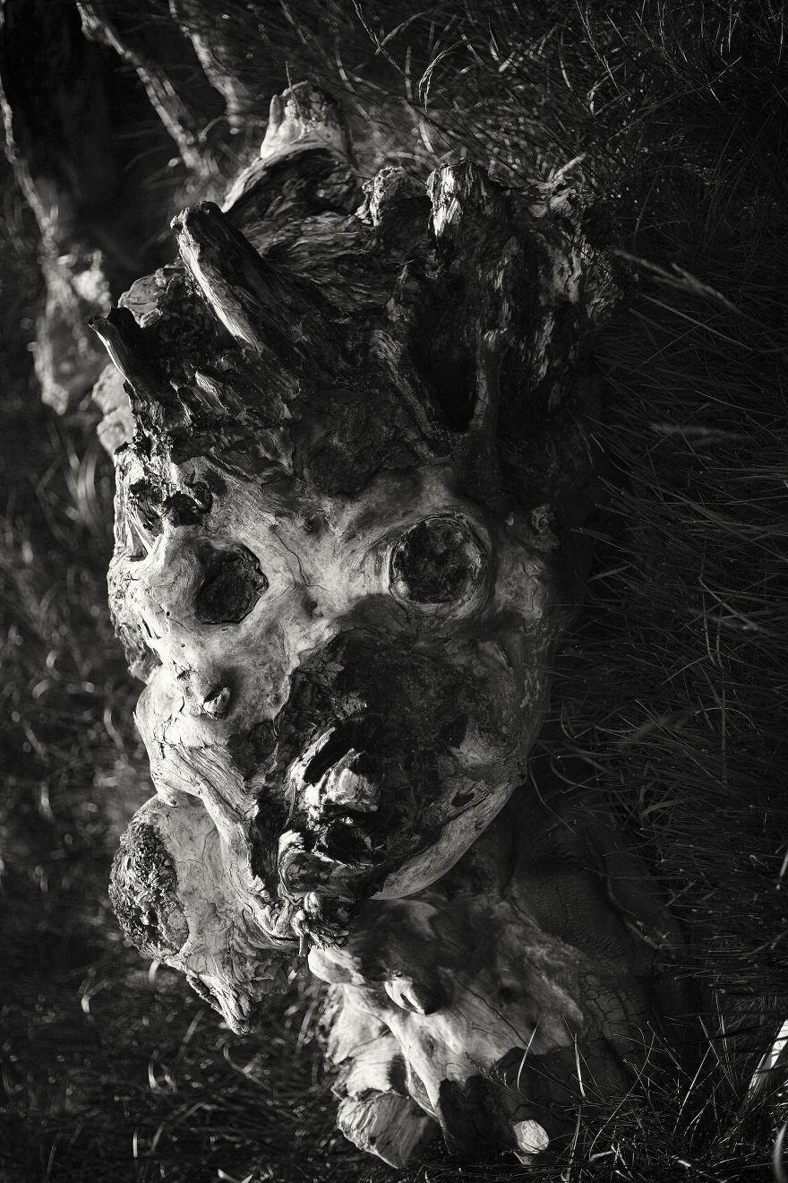 Wooden Creatures Photo Series - Nature's Fantastical Shapes And Structures Wooden Creatures Photo Series - Nature's Fantastical Shapes And Structures