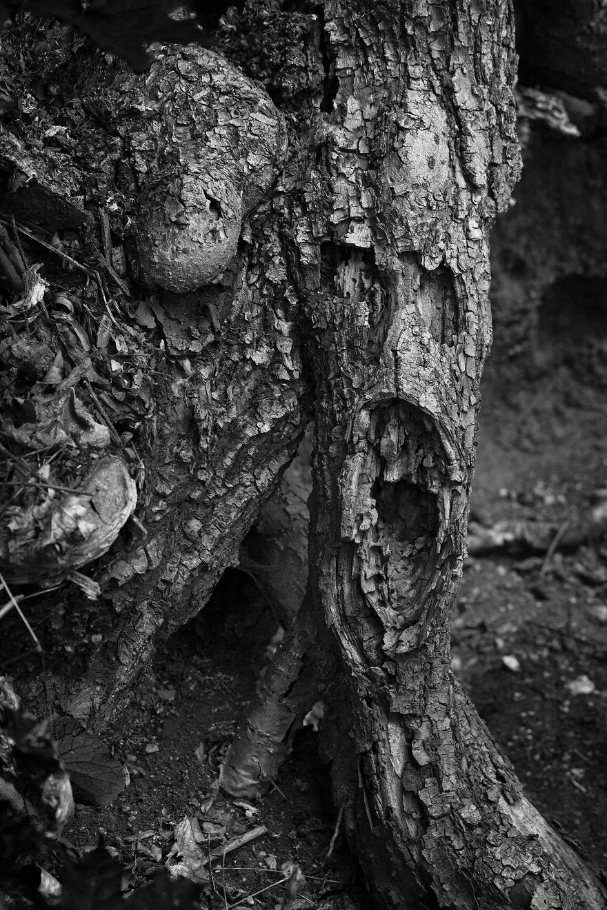 Wooden Creatures Photo Series - Nature's Fantastical Shapes And Structures Wooden Creatures Photo Series - Nature's Fantastical Shapes And Structures