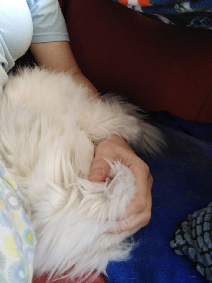 This Is How Xena Snuggles. She Shoves Her Head Into My Hand.