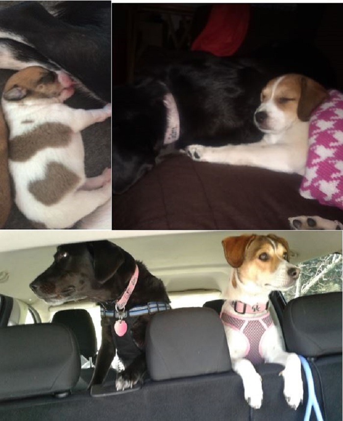 Our Baby Brodie At 1 Week, With Sis At 2 Months And Turned 10 Months Over The Weekend.