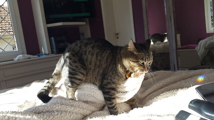 Manolo Having His Way With The Blanket! (he's Been Neutered When He Was 6 Months Old) He Goes Crazy With This Blanket When The Fake Lamb Side Is Up, On The Other Side He's Not Interested!!!