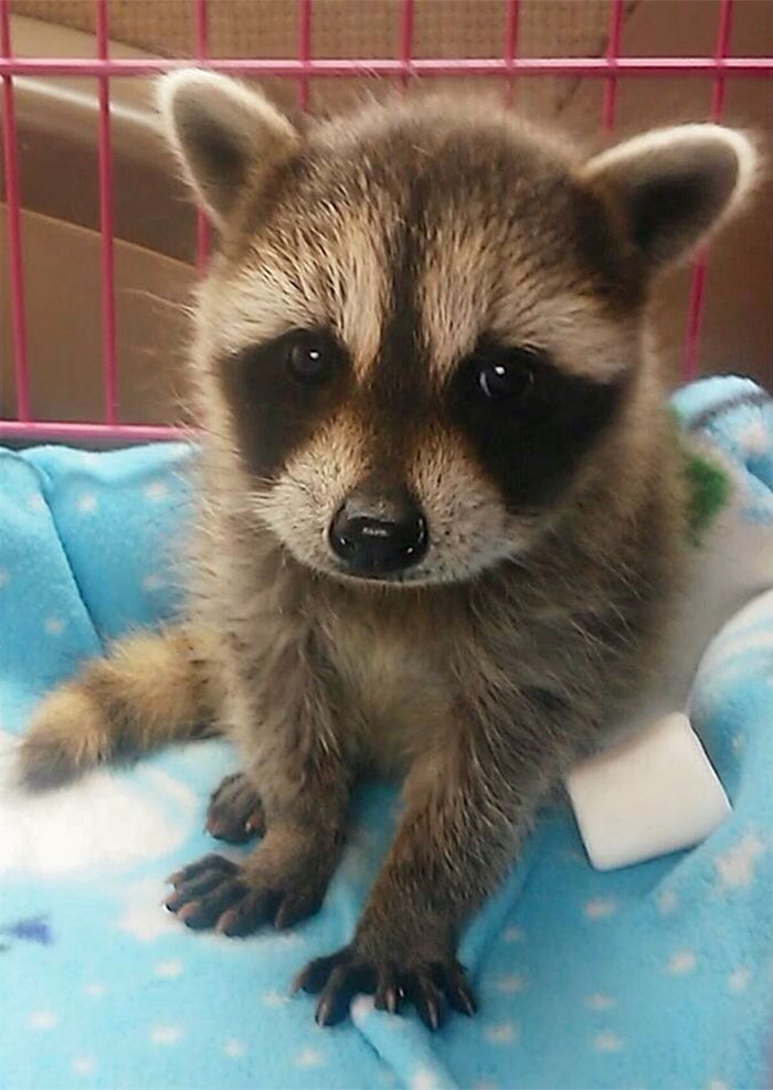 Cute Raccoon