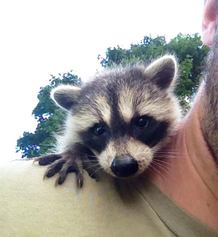 Adorable-cute-raccoons