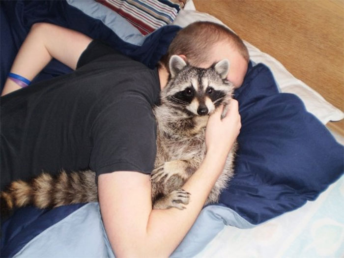 Adorable-cute-raccoons