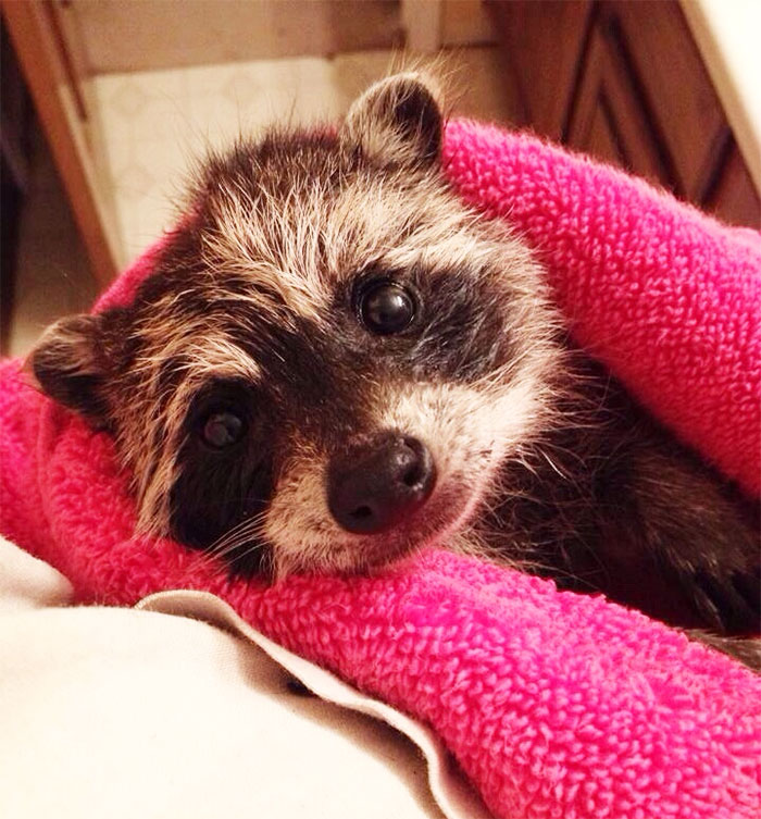 Adorable-cute-raccoons