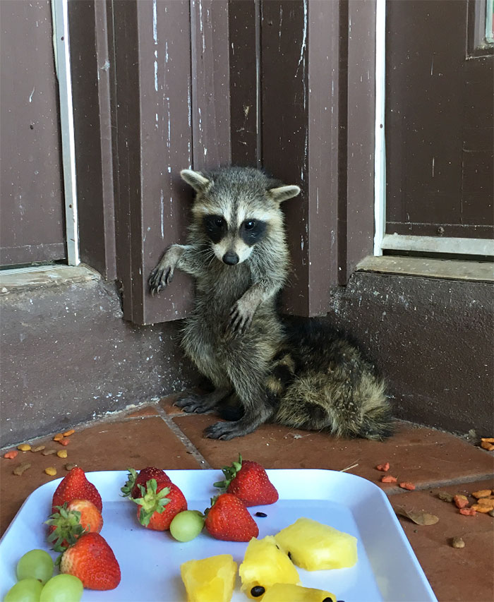 Adorable-cute-raccoons