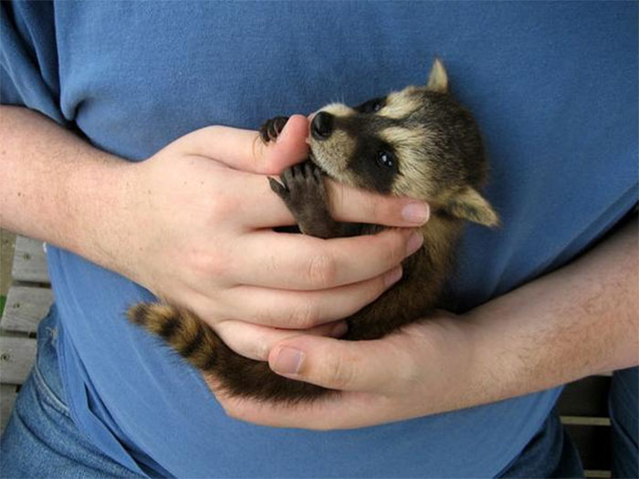 Adorable-cute-raccoons