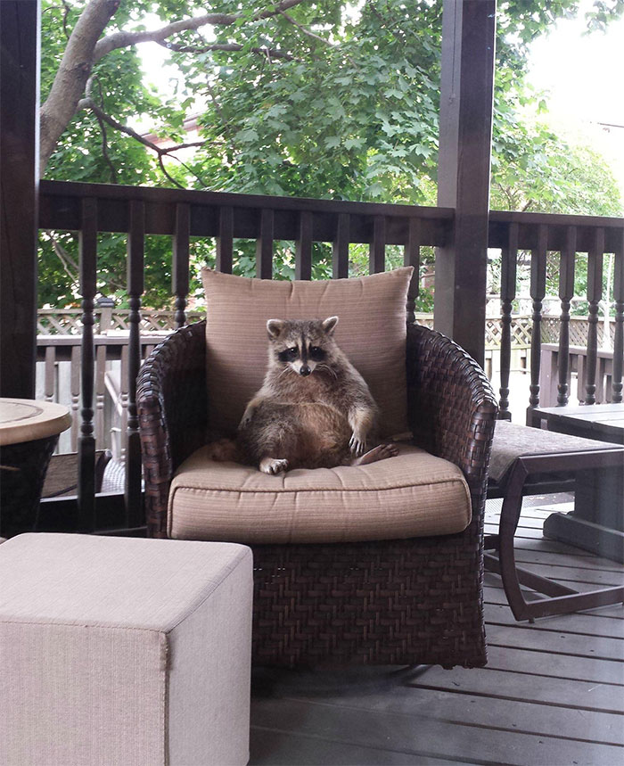 Adorable-cute-raccoons