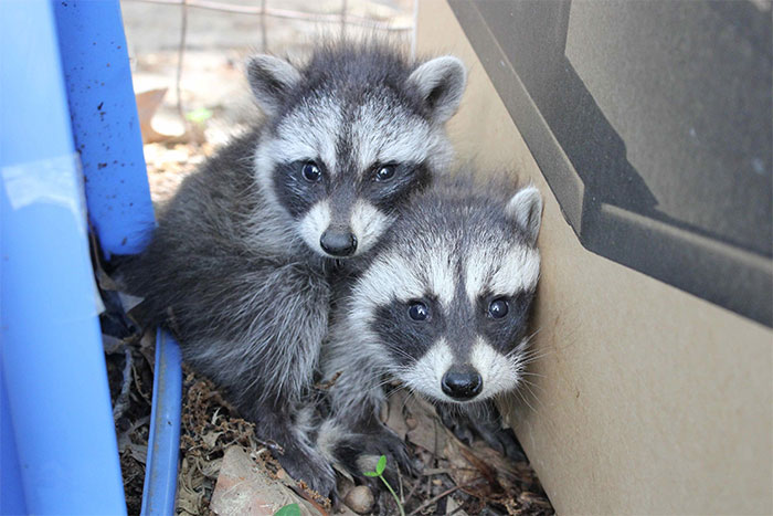 Adorable-cute-raccoons