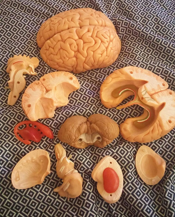 Life-Sized Model Human Brain For $3.99 From Goodwill