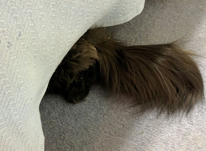 Where's Andy? Andy Thinks He's Hiding From Me When It's Time For His Medicine.