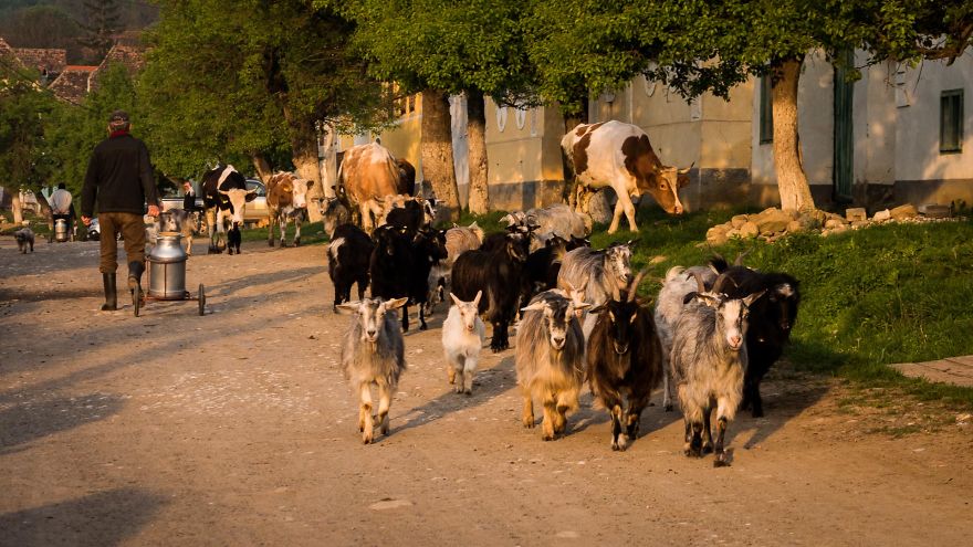 14 Aspects Of Rural Life In Romania That Will Fascinate You