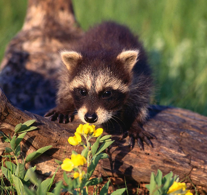 Adorable-cute-raccoons