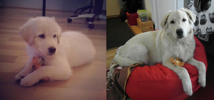 Gako 8 Weeks Vs. 1 Year (favorite Teddy For Scale)