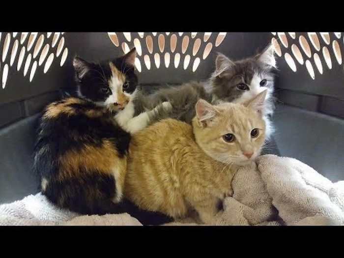 The Rescue Story Of Three Wild Cats And Their Newfound Love For Humans.