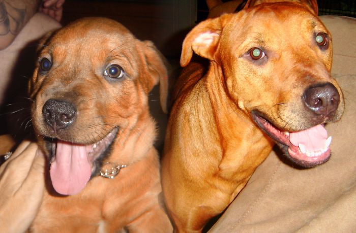 Bella The Pitweiler, 8 Wks, & 2 Yrs Old