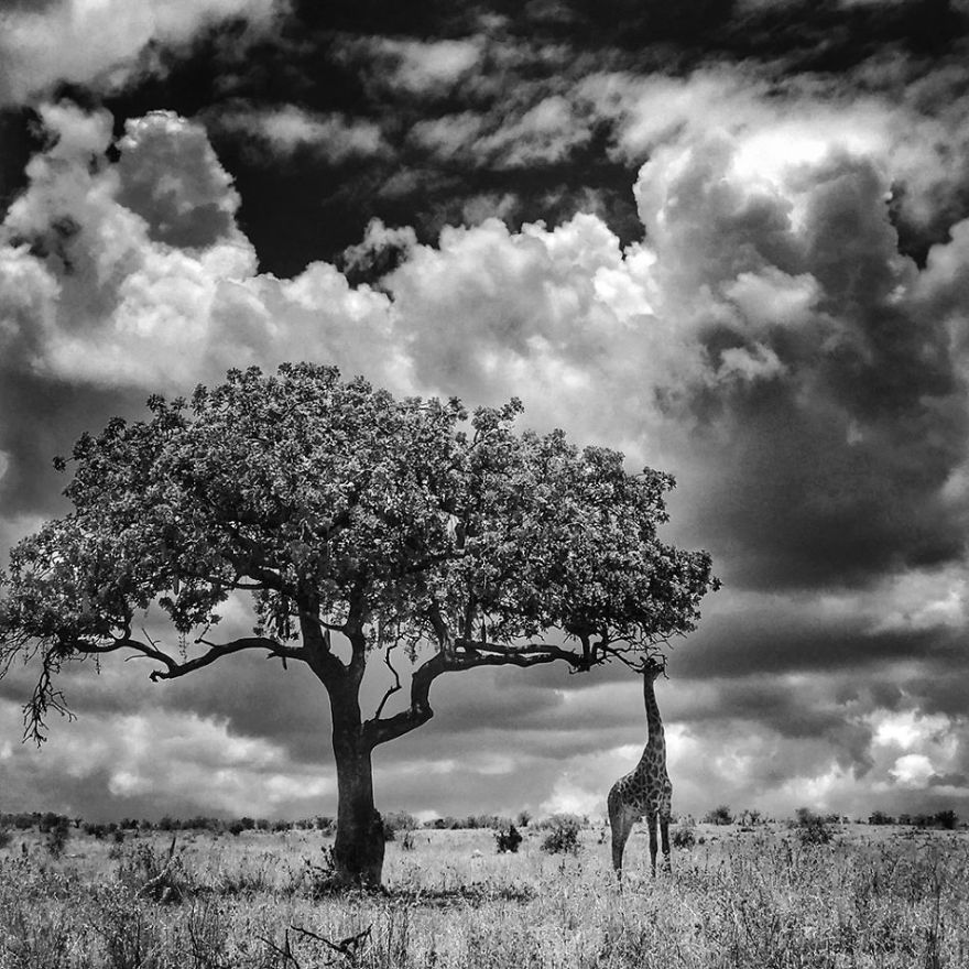 Shuo Li From Beijing, China, 3rd Place, Animals